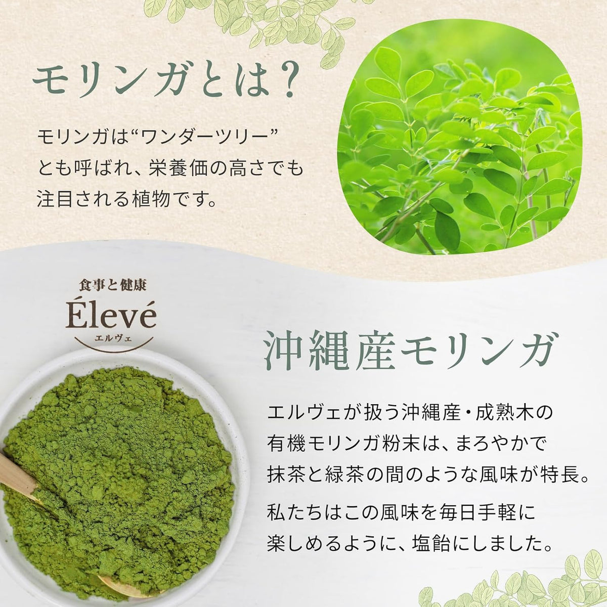 モリンガとは？沖縄産モリンガの特長